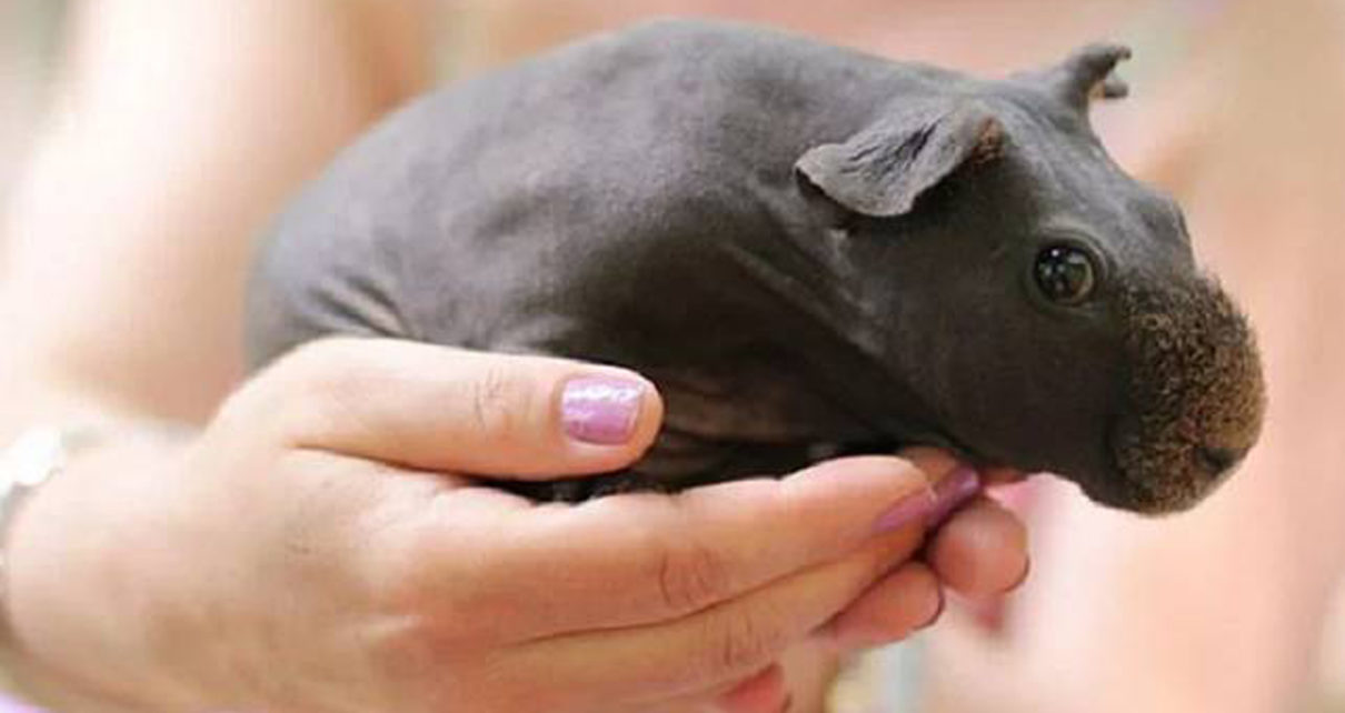 Tidak Punya Bulu, Jenis Guinea Pig Ini Terlihat seperti Bayi Kuda Nil