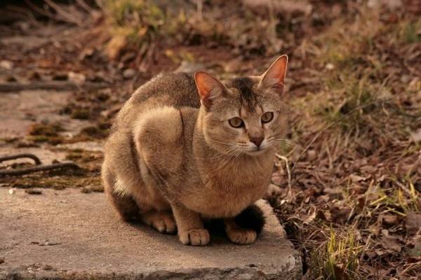 Ras Kucing Hibrida Yang Eksotis Banget, Kamu Tertarik untuk Pelihara?