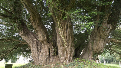 The Ashbrittle Yew