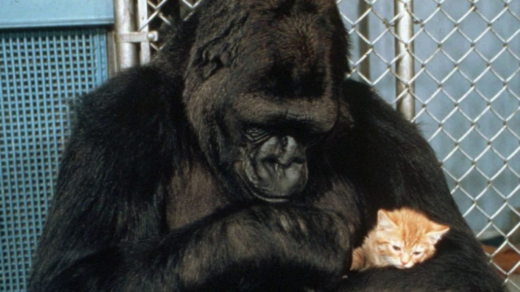 Hanabi-Koko-adalah-gorila