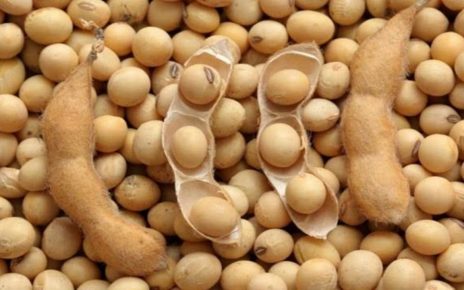 Khasiat Kacang Kedelai bagi Kesehatan