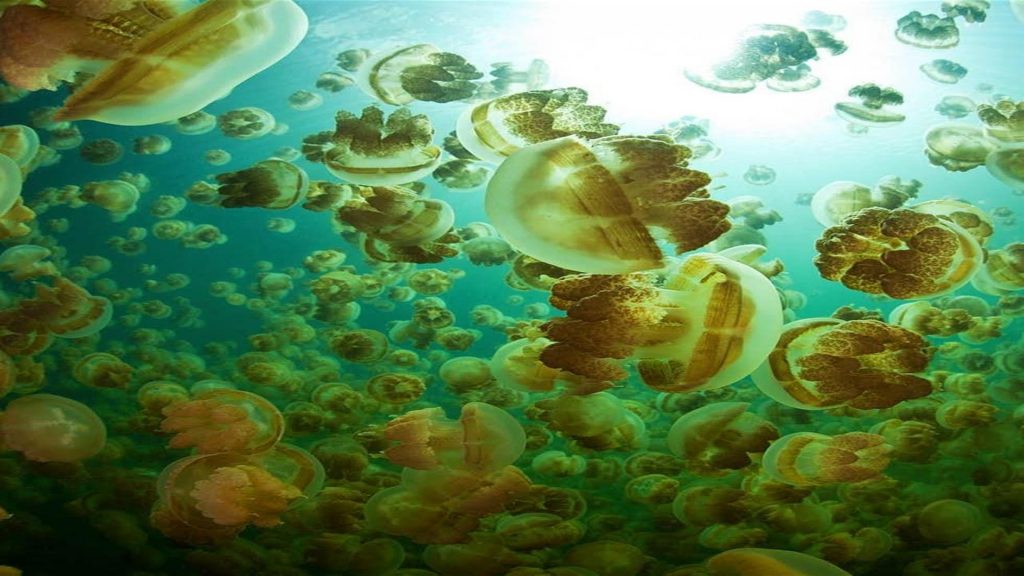 6 Danau Ubur-Ubur di Indonesia, Eksotis dan Tidak Berbahaya 
