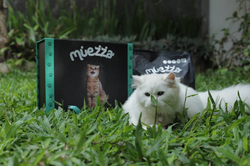 Kucing Mengeong: Dari yang Serius hingga Sekadar Cari Perhatian