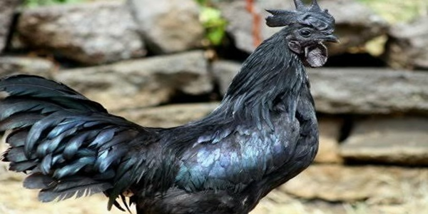 5 Fakta Ayam Cemani, Salah Satu Unggas Termahal