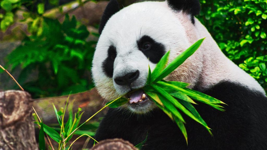 6 Fakta Menarik Tentang Panda yang Jarang Diketahui 
