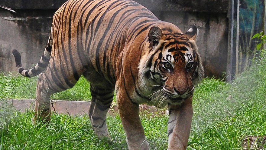 Kurir Makanan Nyaris Diterkam Harimau