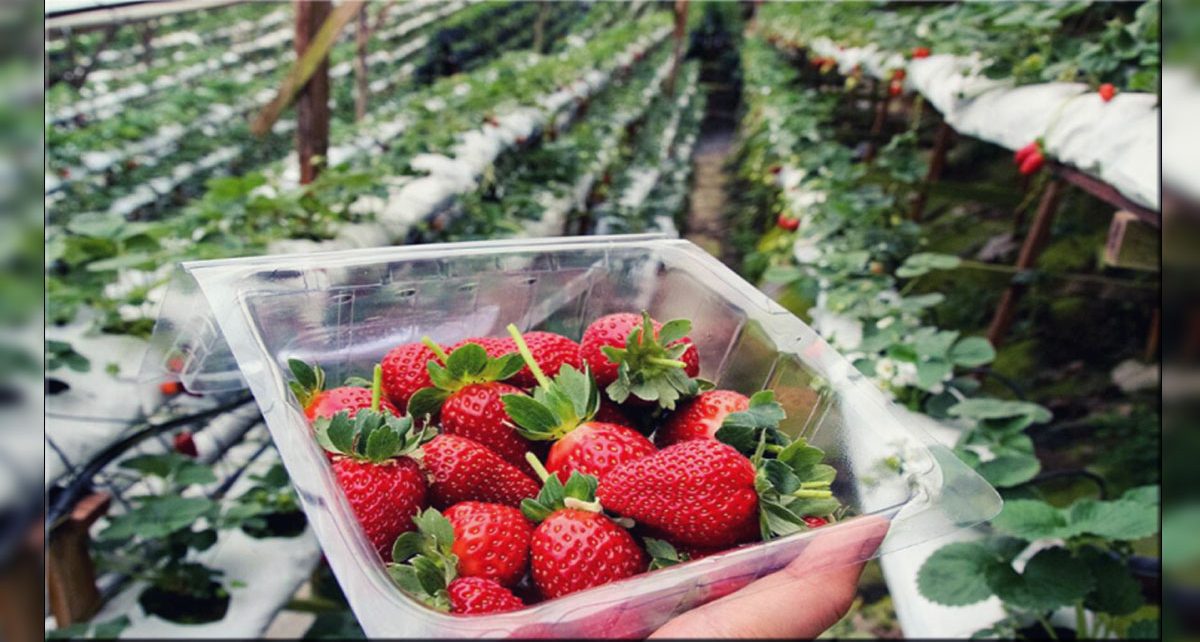 5 Cara Menanam Stawberry, Bisa di Pot Maupun Lahan Rumah Sendiri