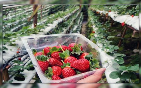 5 Cara Menanam Stawberry, Bisa di Pot Maupun Lahan Rumah Sendiri