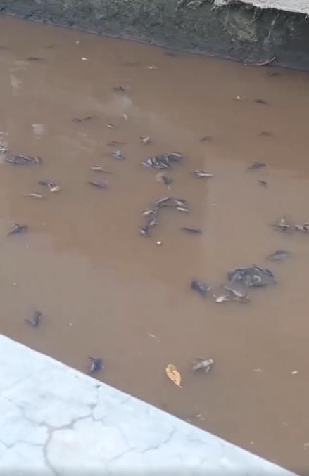 Ikan Paling Kuat di Bumi Mati Terapung