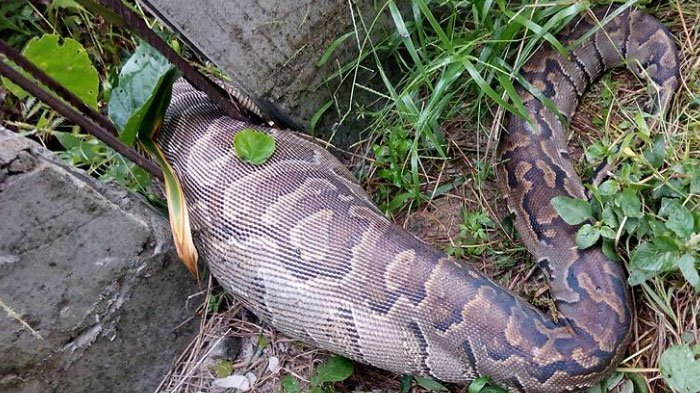 Mendadak di Rumah Muncul Ular Piton Raksasa