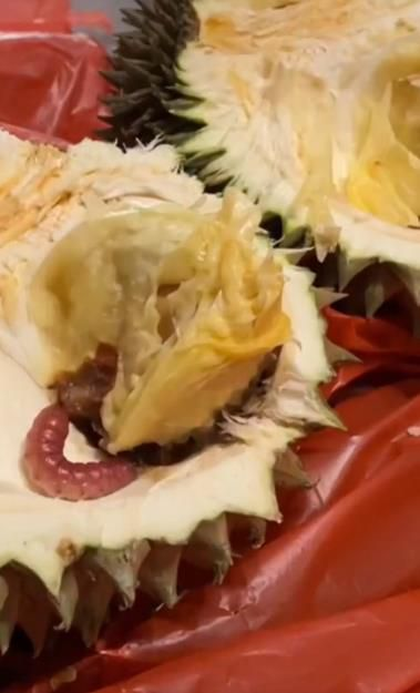 Belah Durian Langsung Syok Setelah Terbuka