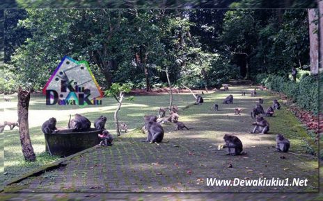 5 Wisata Hutan Kera di Indonesia, Surganya Pencinta Hewan!